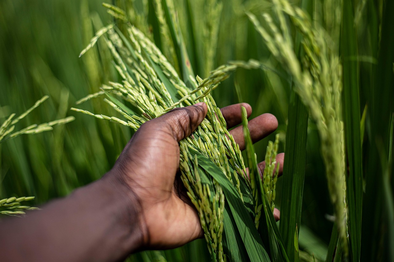 How to Start Your Rice Export Business in India?