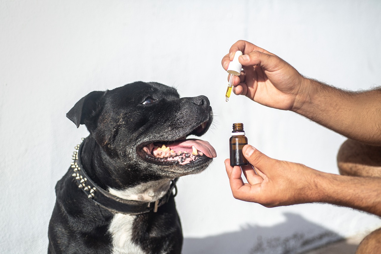 Top 5 Benefits of CBD for Pets