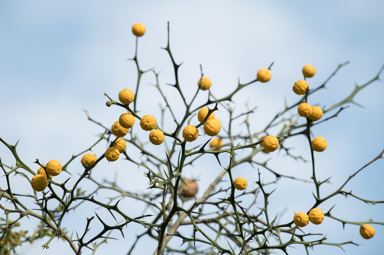 How Profitable Is Dry Fruits Export from India?