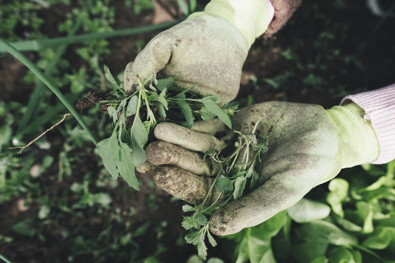 Aquatic Weed Harvesters: The Complete Guide for 2026