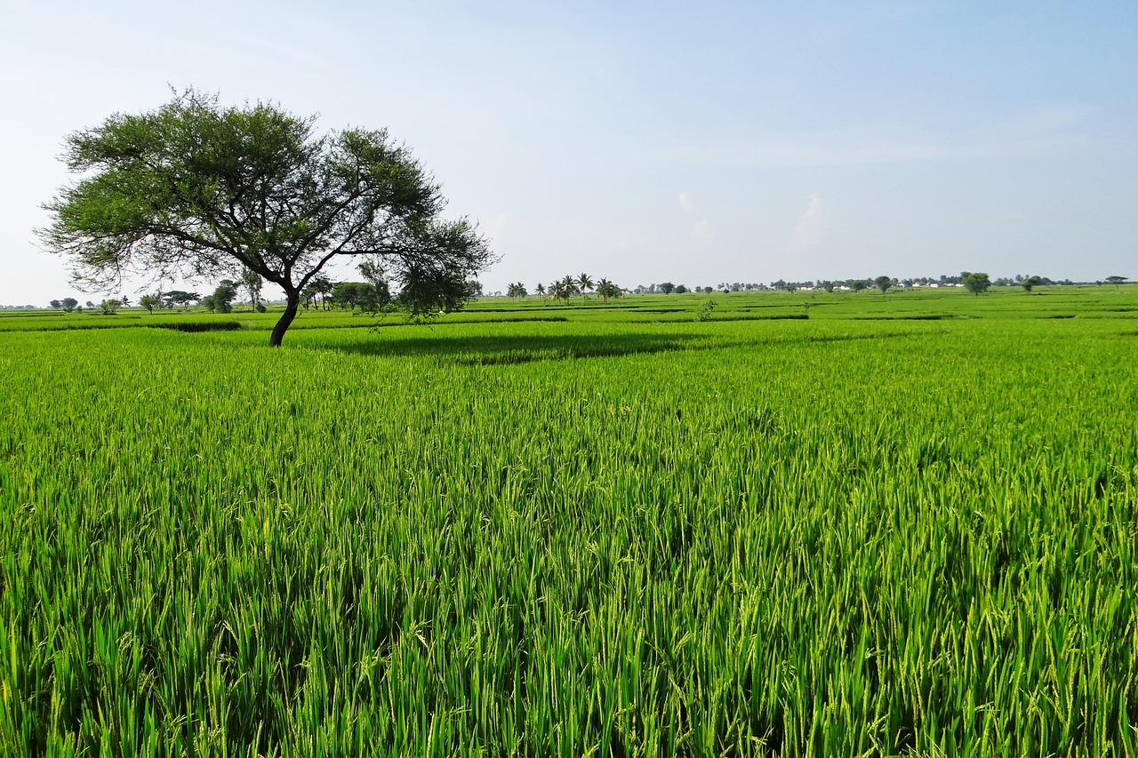 The Benefits of Exporting Rice from India You Should Know