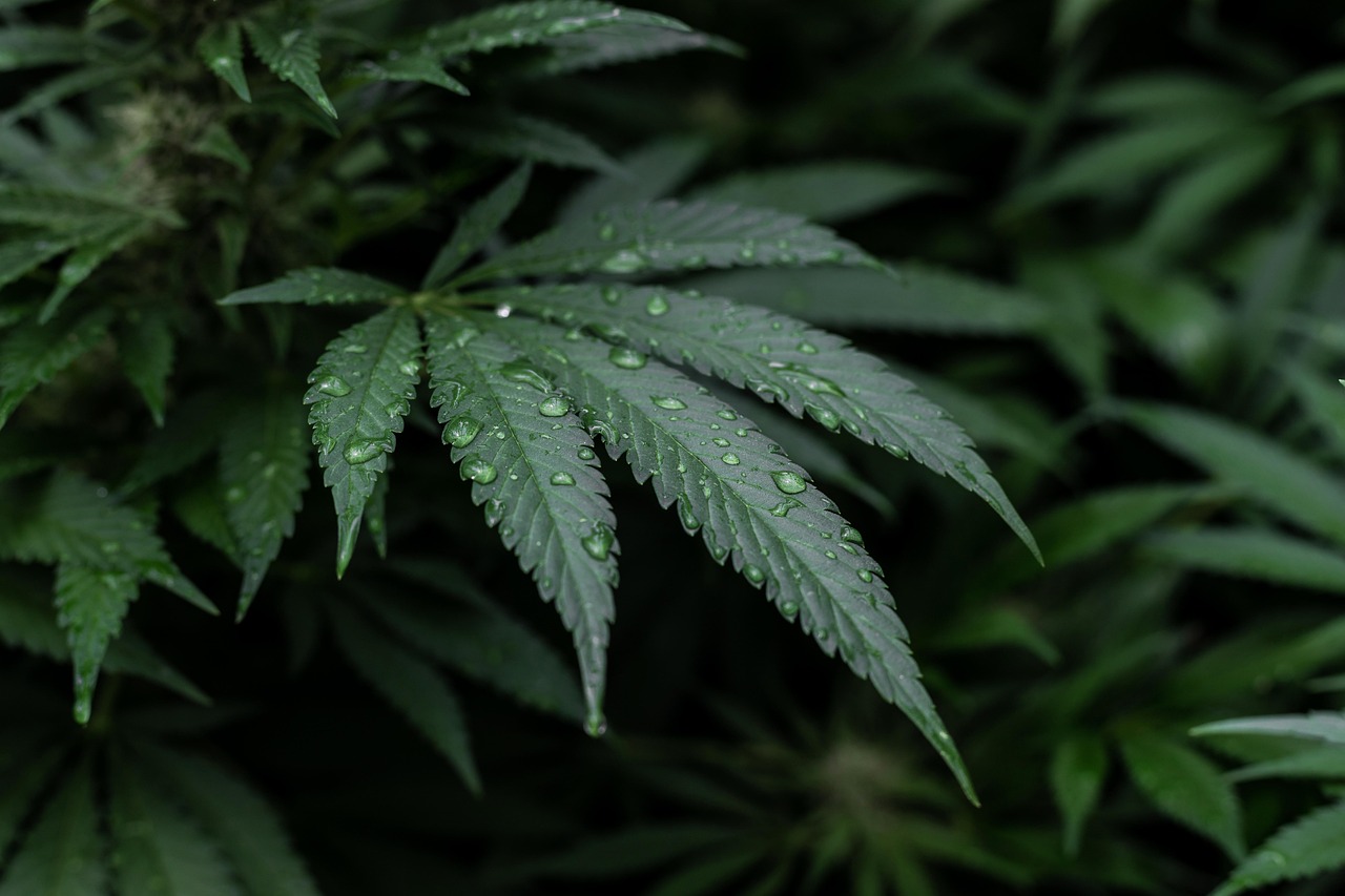 5 Ways CBD Beauty Products Can Transform Your Skincare