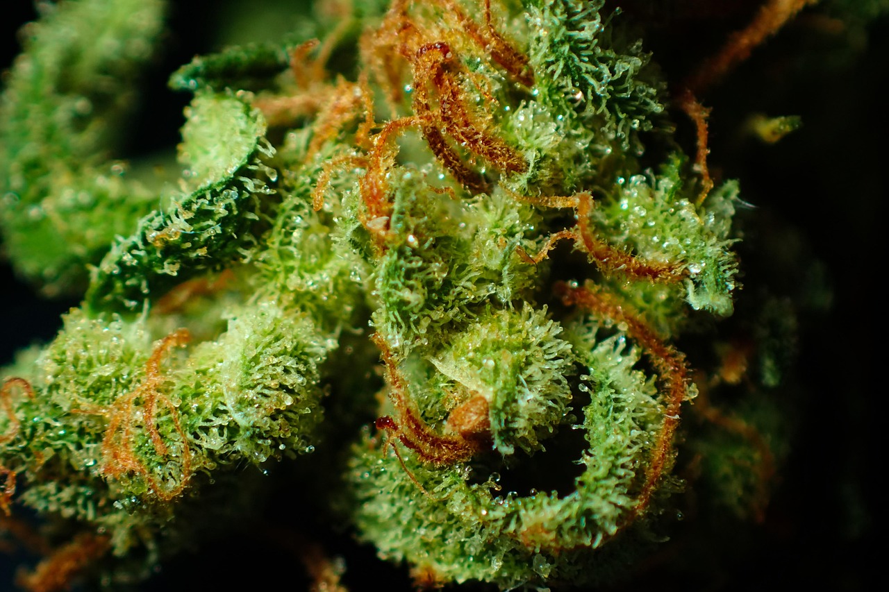 How To Use Legal Thca Hemp Flower Safely?