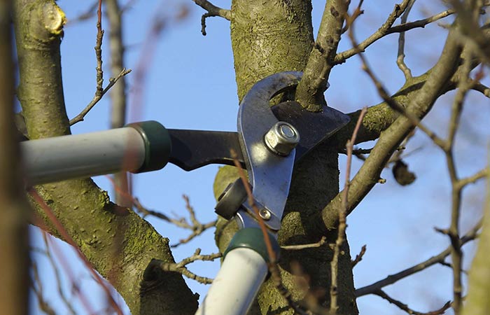 special tree services