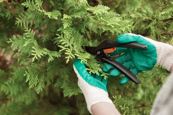 tree care services