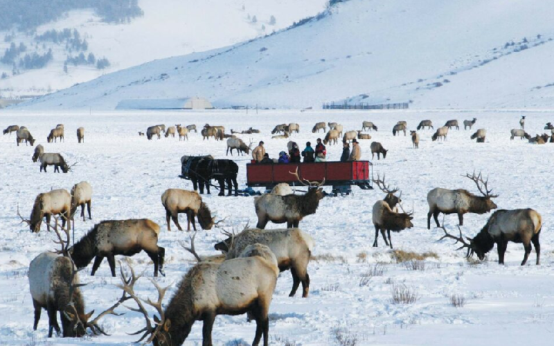 Things to Do in Jackson WY