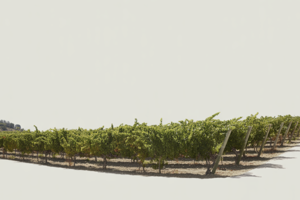 Sunlit Napa Valley vineyard with green grapevines and natural landscape